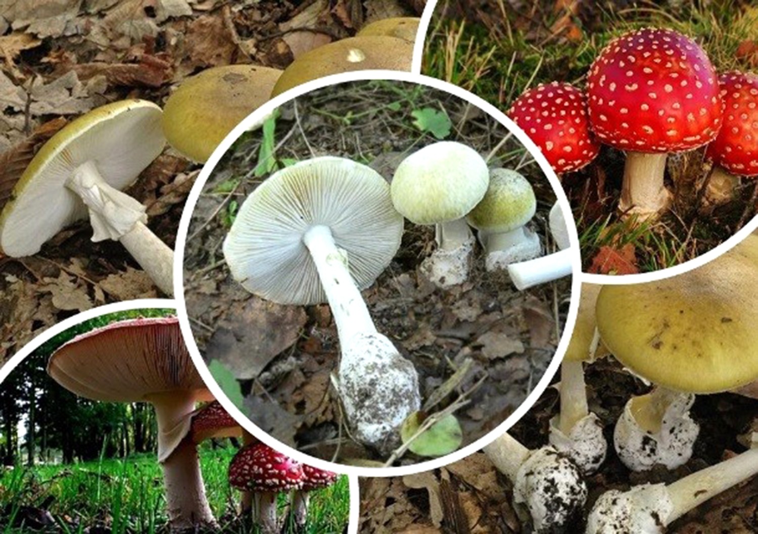 Гриби: не впевнений – не бери!