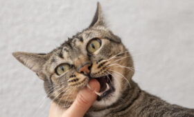 Невдалий контакт із тваринами: як діяти в разі укусу чи подряпини