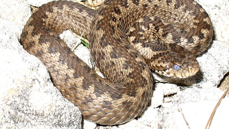 Помітили плазуна – не провокуйте!