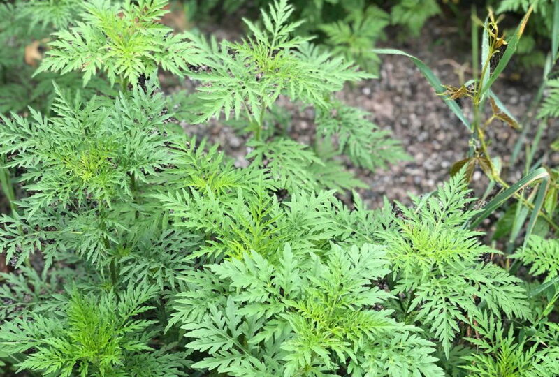 Чим небезпечна амброзія для людини?