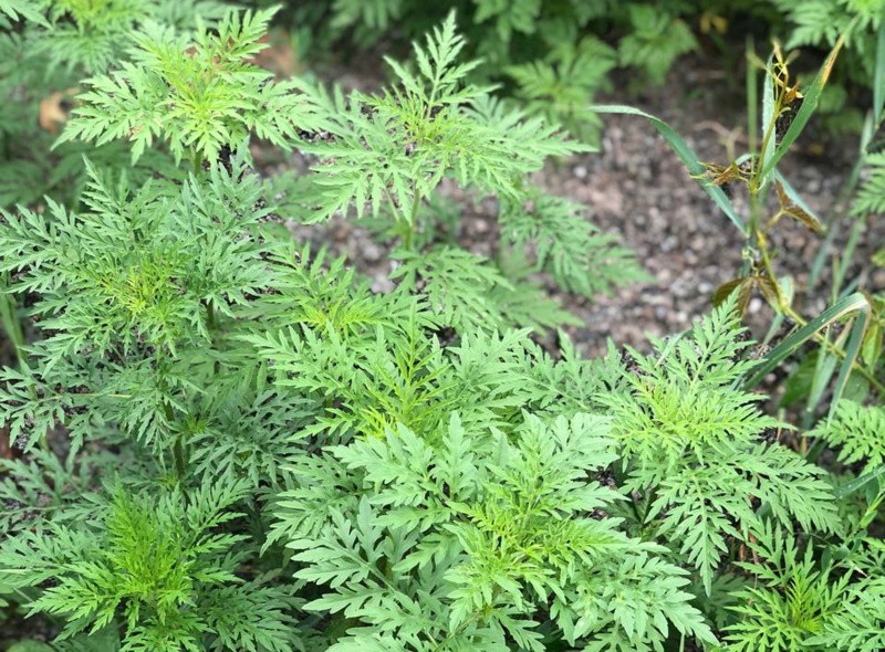 Чим небезпечна амброзія для людини?