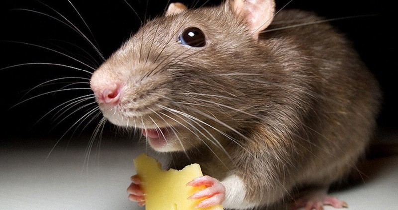 Лептоспіроз: у чому криється небезпека