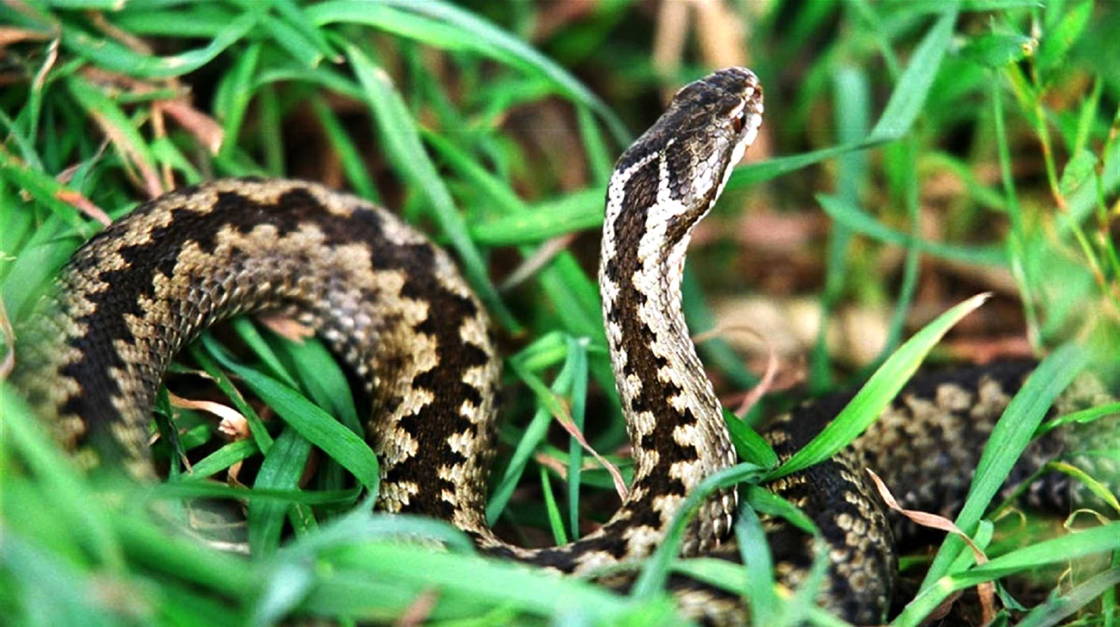 Сезон активності плазунів – у розпалі