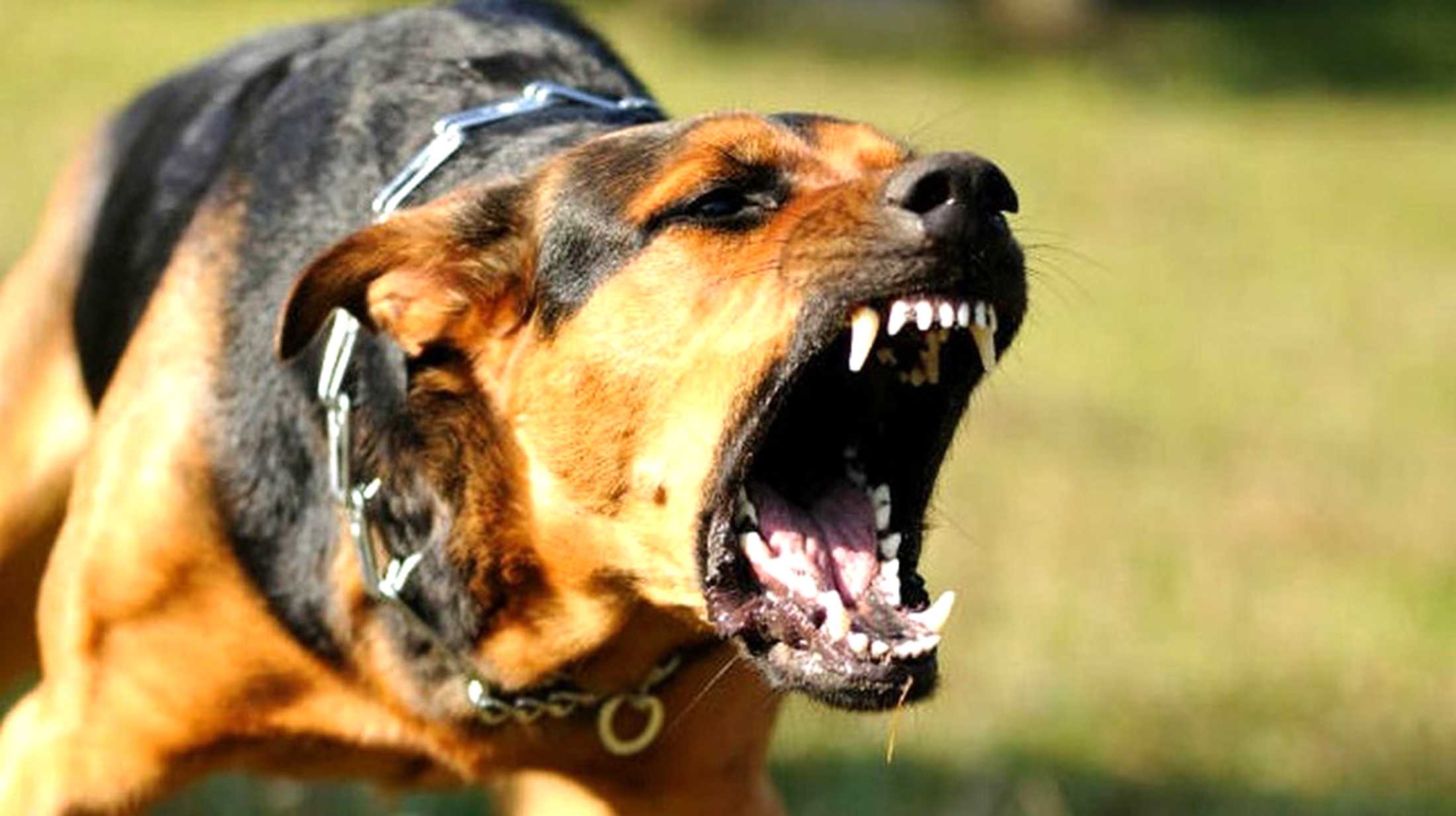 Сказ: в області зафіксовано вже 10 випадків зараження тварин