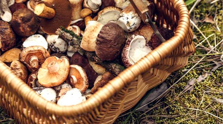 Збирання грибів: «полюйте» розважливо!