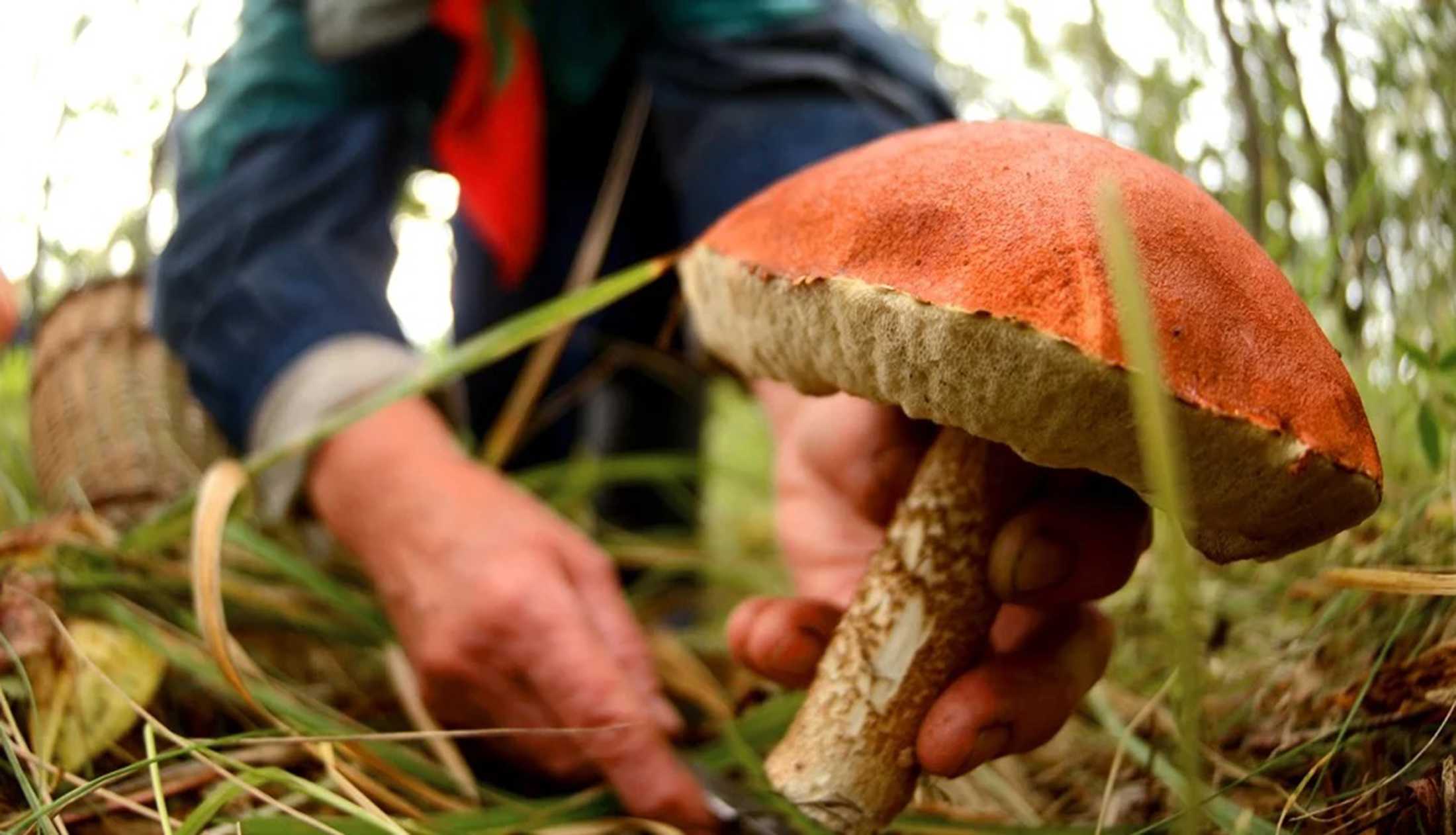 Гриби помилок не пробачають…