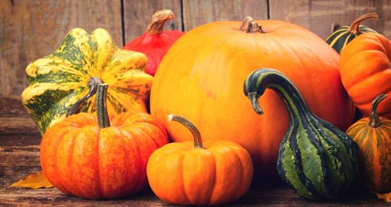 Що під своєю міцною шкіркою «приховує» гарбуз?