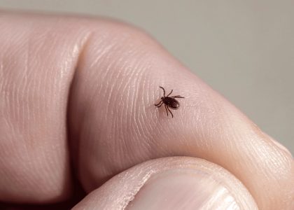 Увага: кліщі вийшли на «полювання»