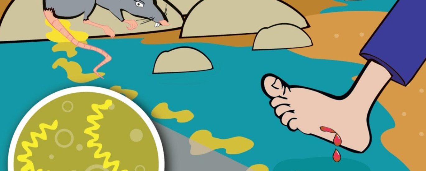 Лептоспіроз – серйозна літня загроза Лептоспіроз – серйозна літня загроза